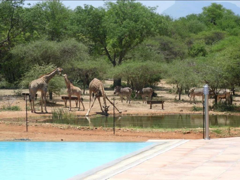 Thandolwami Bushlodge & Spa Hoedspruit Exterior foto